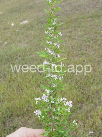 lespedeza, sericea